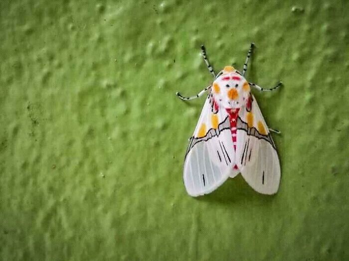Polilla; Personas comparten los insectos más lindos que han visto