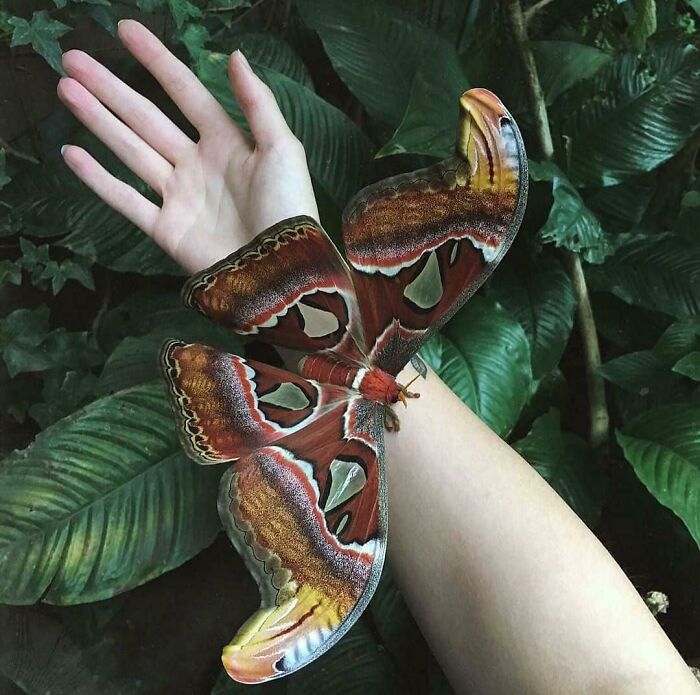 Mariposa ancha; Personas comparten los insectos más lindos que han visto