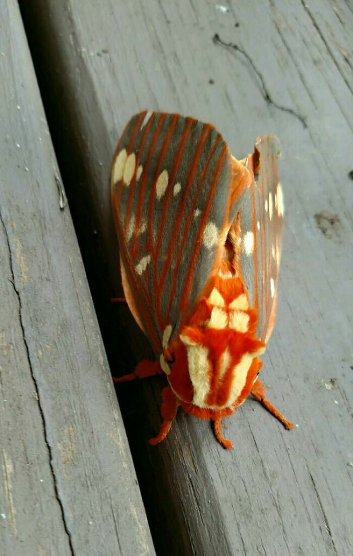 Mariposa naranja con gris; Personas comparten los insectos más lindos que han visto