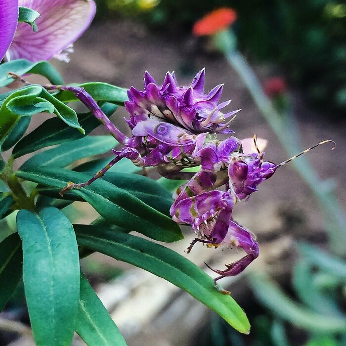 Mantis de papel morado; Personas comparten los insectos más lindos que han visto