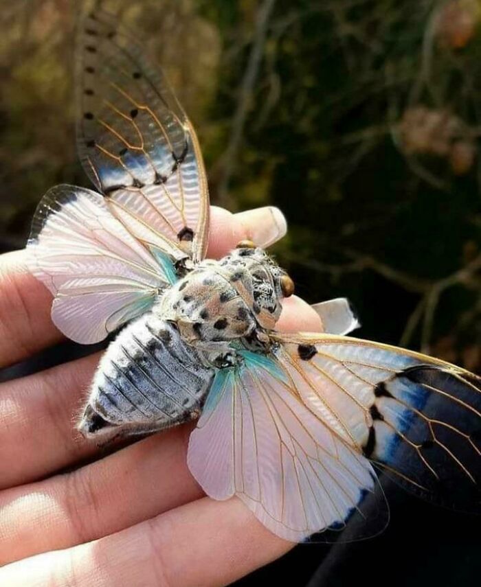 Polilla blanca con azul; Personas comparten los insectos más lindos que han visto