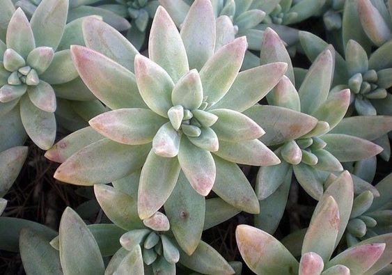 Suculentas de diamante