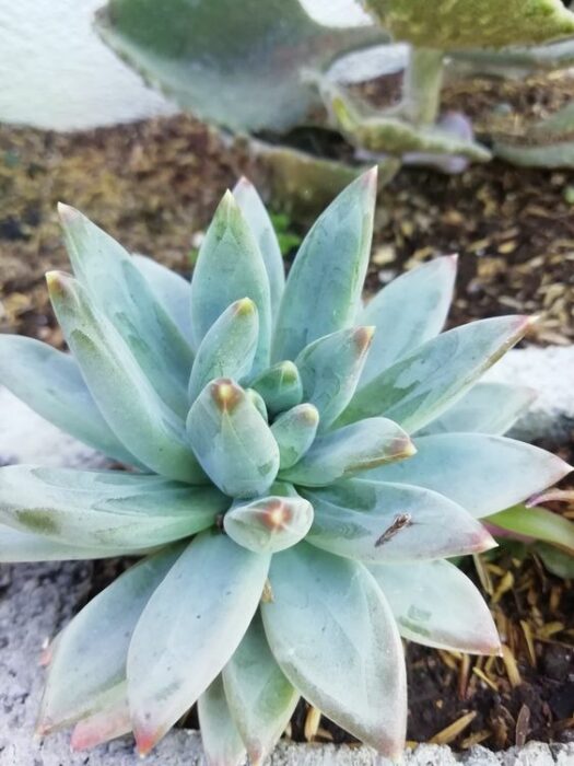 Suculentas de diamante