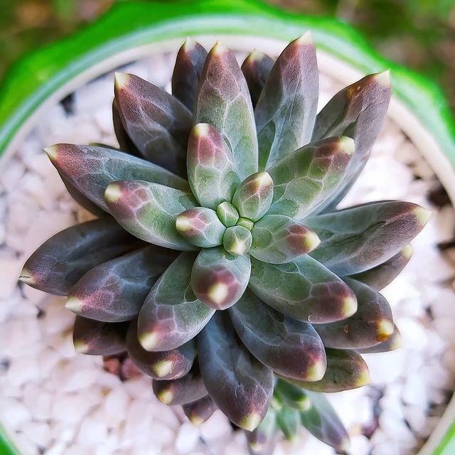 Suculentas de diamante
