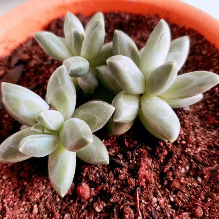 Suculentas de diamante