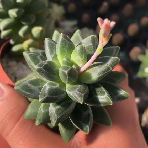 Suculentas de diamante