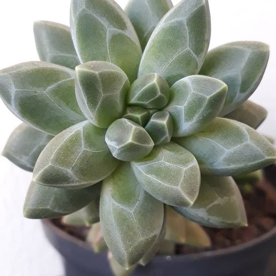 Suculentas de diamante
