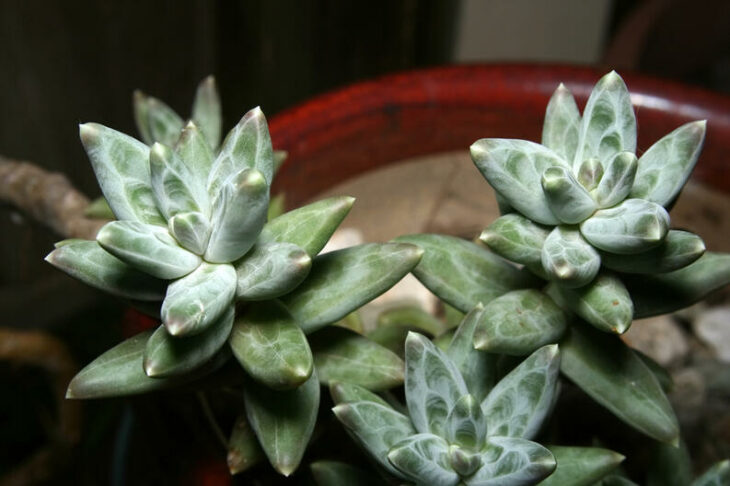 Suculentas de diamante