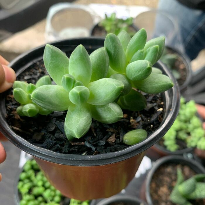 Suculentas de diamante