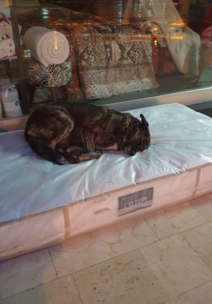 Perritos duermen en colchones afuera de una tienda de muebles