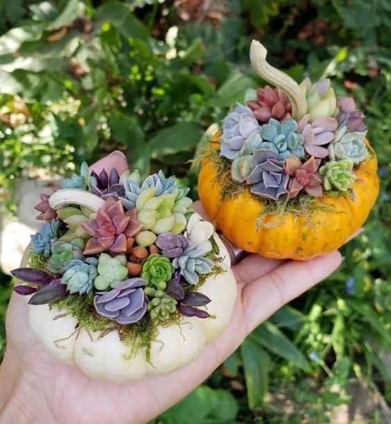 Macetas de calabaza; 13 Ideas para que tus suculentas crezcan dentro de una calabaza 'mágica'