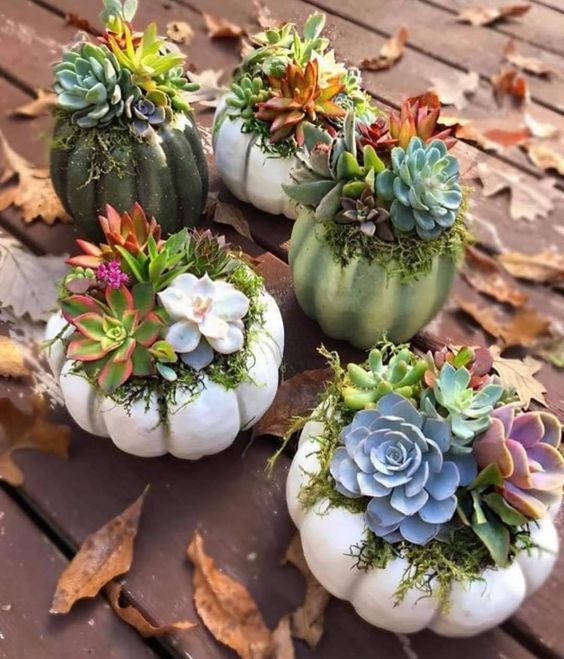 macetitas de calabacita; 13 Ideas para que tus suculentas crezcan dentro de una calabaza 'mágica'