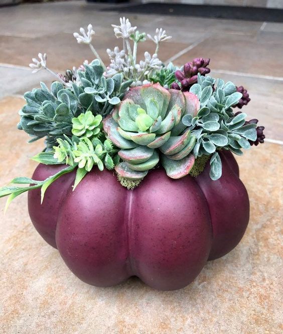 Maceta de calabaza morada; 13 Ideas para que tus suculentas crezcan dentro de una calabaza 'mágica'