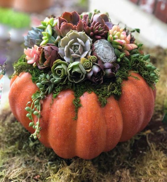 Calabaza naranja; 13 Ideas para que tus suculentas crezcan dentro de una calabaza 'mágica'