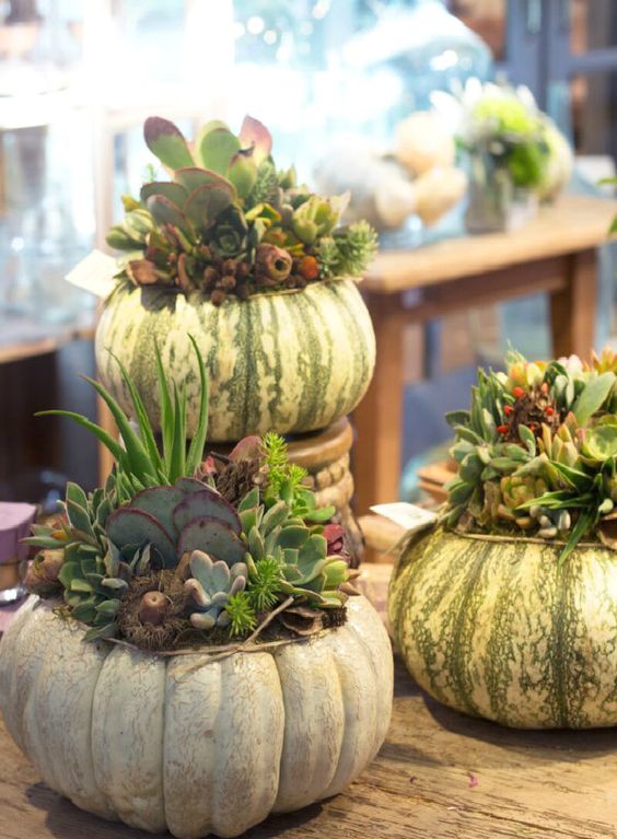 macetas de calabaza; 13 Ideas para que tus suculentas crezcan dentro de una calabaza 'mágica'