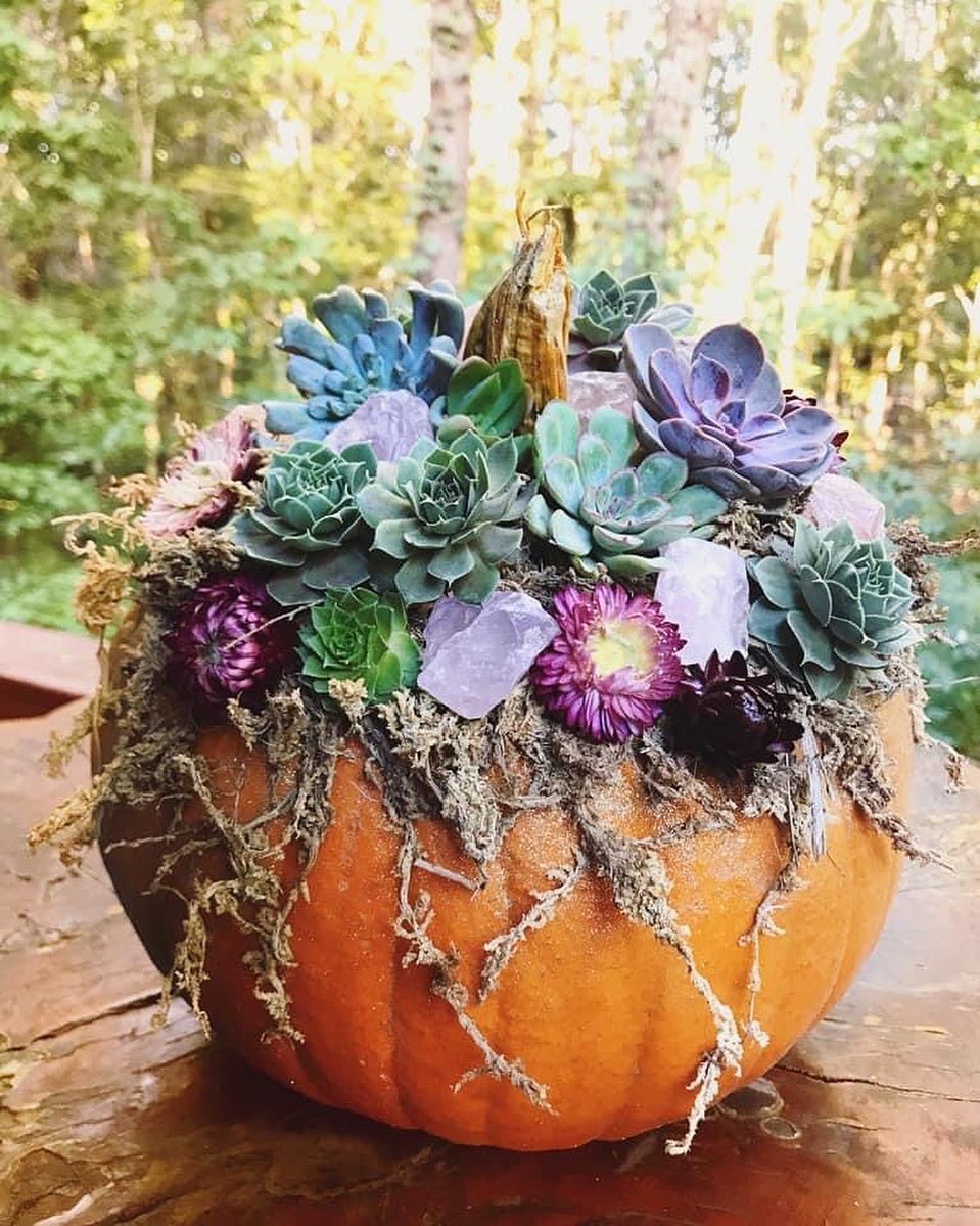 calabaza maceta enorme 13 Ideas para que tus suculentas crezcan dentro de una calabaza 'mágica'