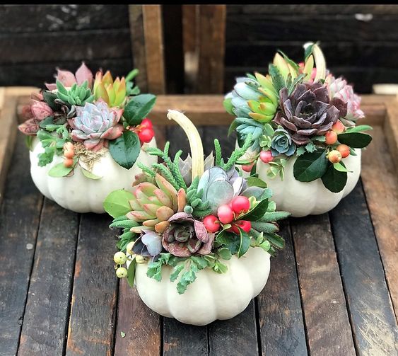 macetitas de calabacita blanca 13 Ideas para que tus suculentas crezcan dentro de una calabaza 'mágica'