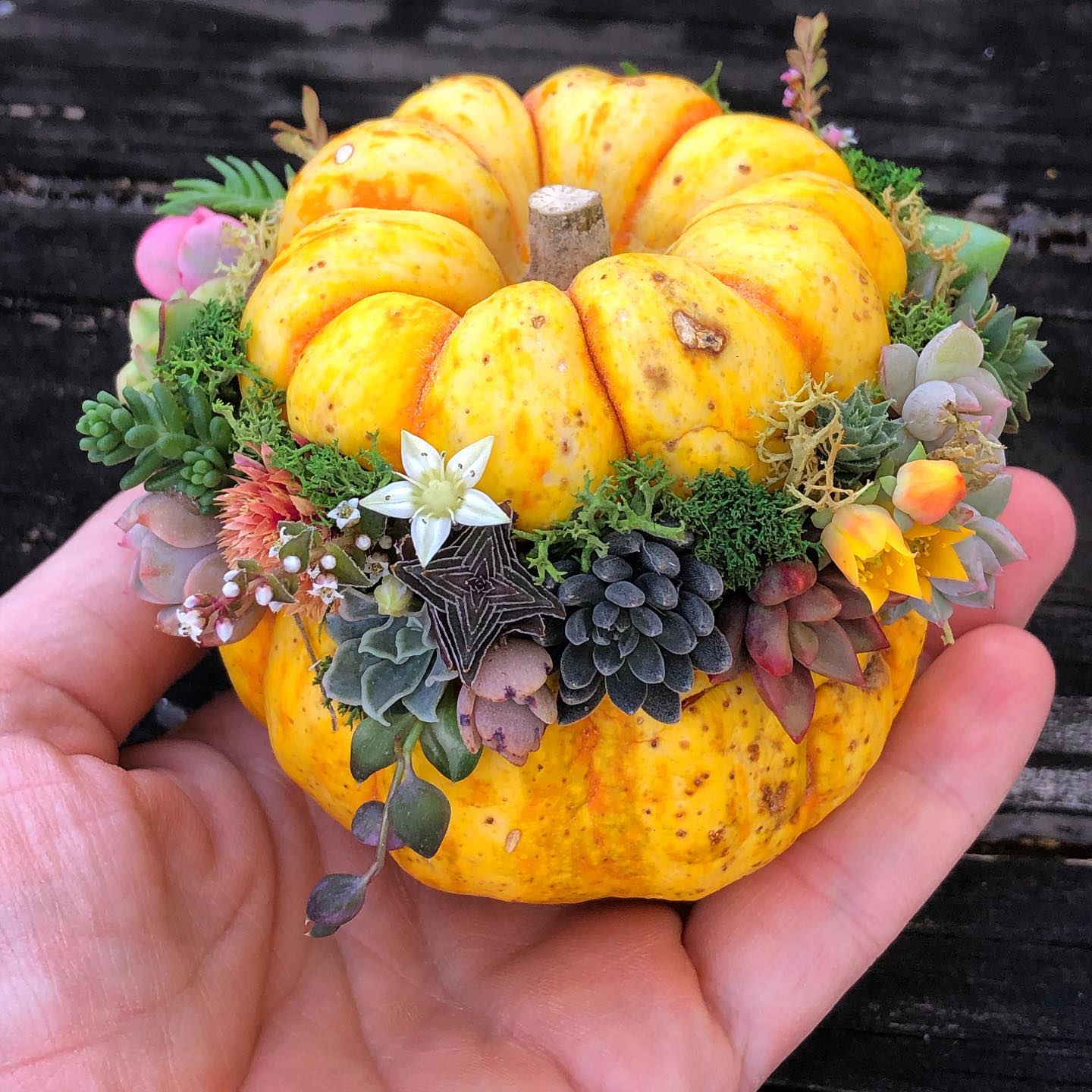 calabacita de jardinería; 13 Ideas para que tus suculentas crezcan dentro de una calabaza 'mágica'