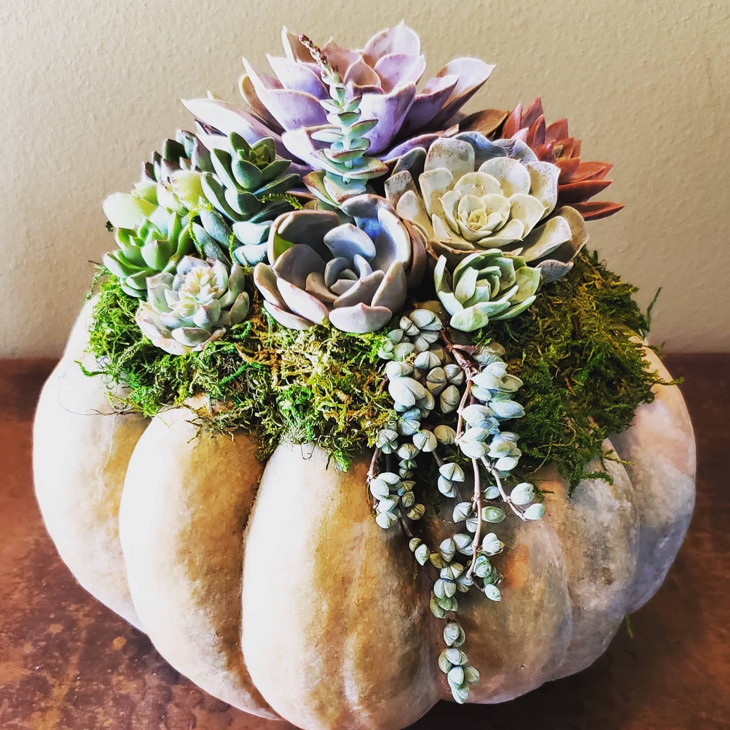 calabacita blanca; 13 Ideas para que tus suculentas crezcan dentro de una calabaza 'mágica'