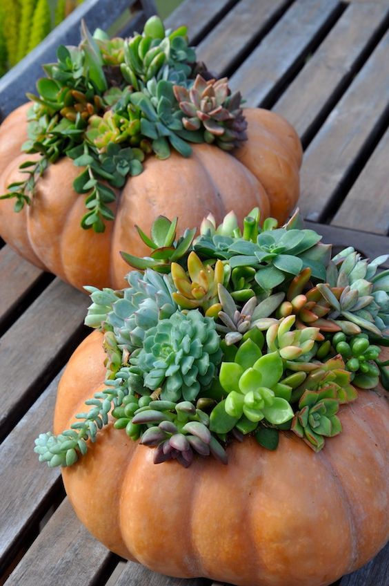 dúo de macetas de calabaza; 13 Ideas para que tus suculentas crezcan dentro de una calabaza 'mágica'