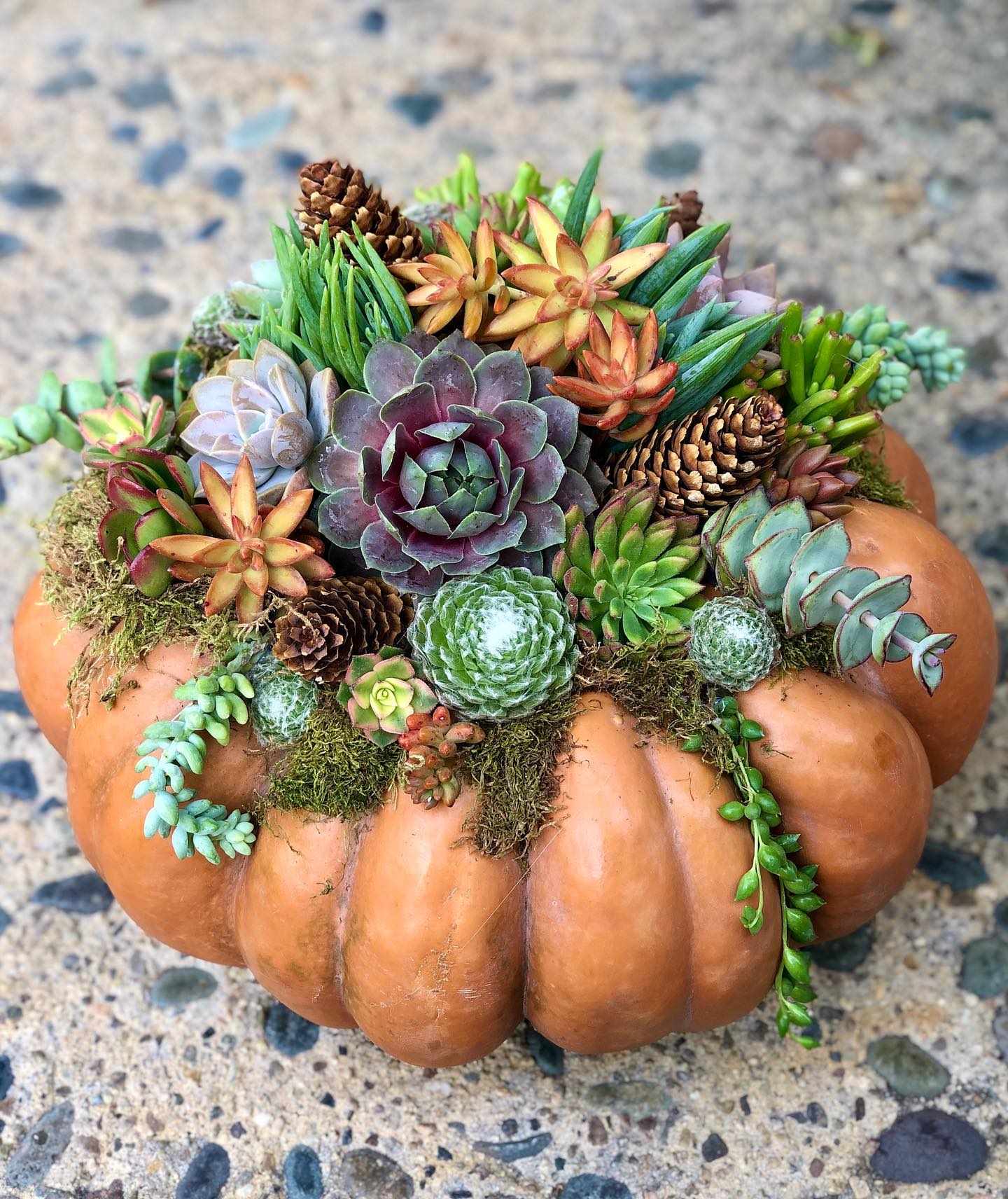 Calabaza naranja con café; 13 Ideas para que tus suculentas crezcan dentro de una calabaza 'mágica'