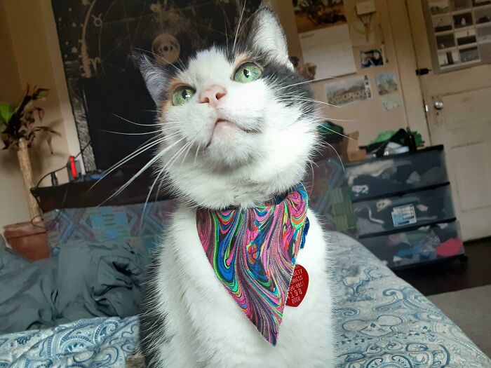 Gato blanco y negro; 19 Mascotas rescatadas que te alegrarán el día