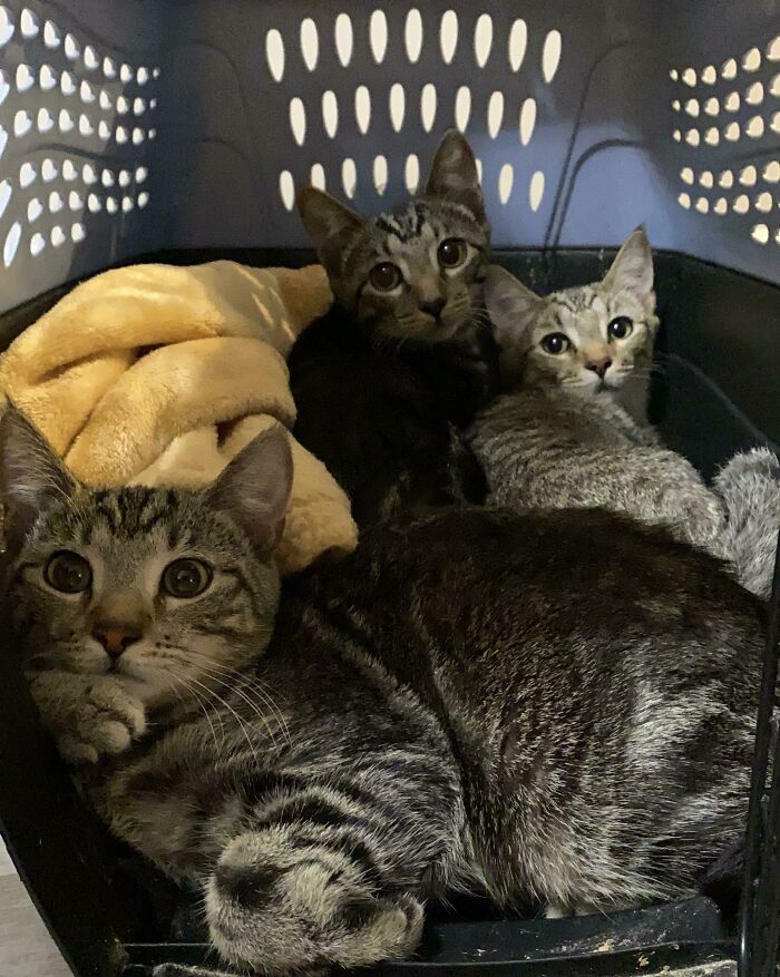 Gatitos hermanos; 19 Mascotas rescatadas que te alegrarán el día