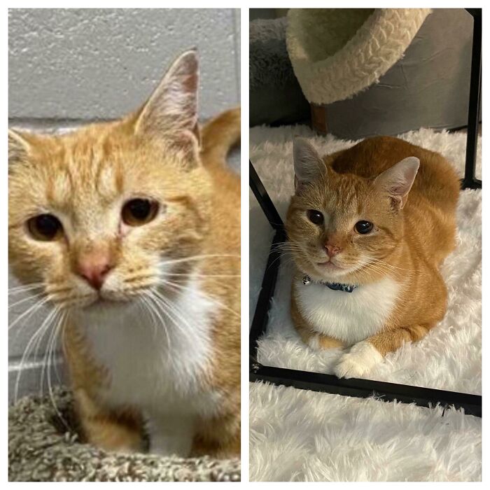 Gatito antes y después de ser adoptado; 19 Mascotas rescatadas que te alegrarán el día