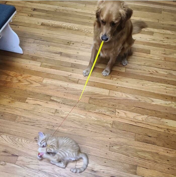 Perro paseando un gato; 19 Mascotas rescatadas que te alegrarán el día