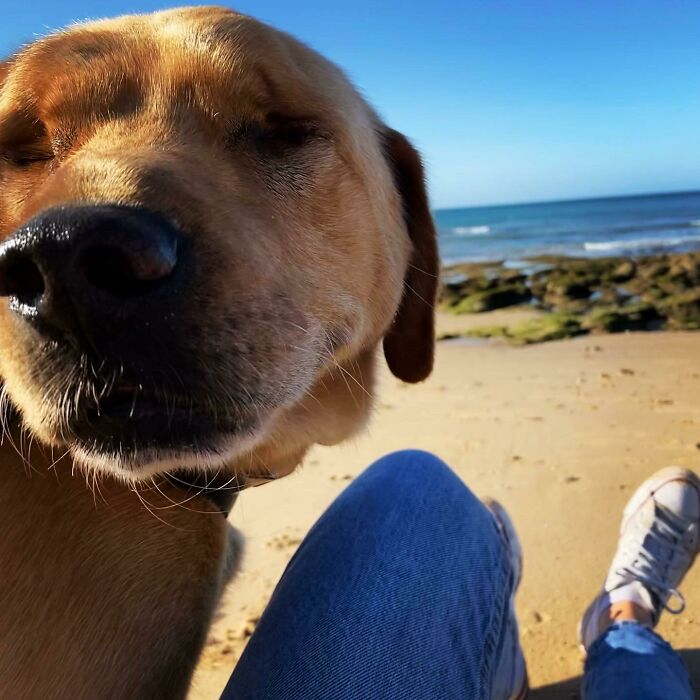 Perro en el desierto; 19 Mascotas rescatadas que te alegrarán el día