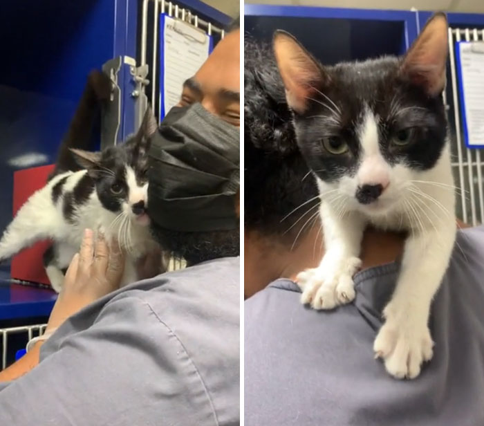 Médico cargando un gato; 19 Mascotas rescatadas que te alegrarán el día