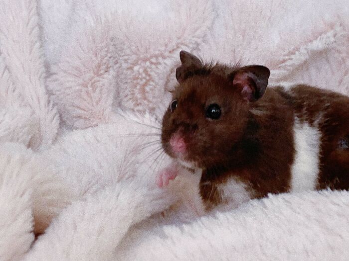 Ratón en una cobija; 19 Mascotas rescatadas que te alegrarán el día