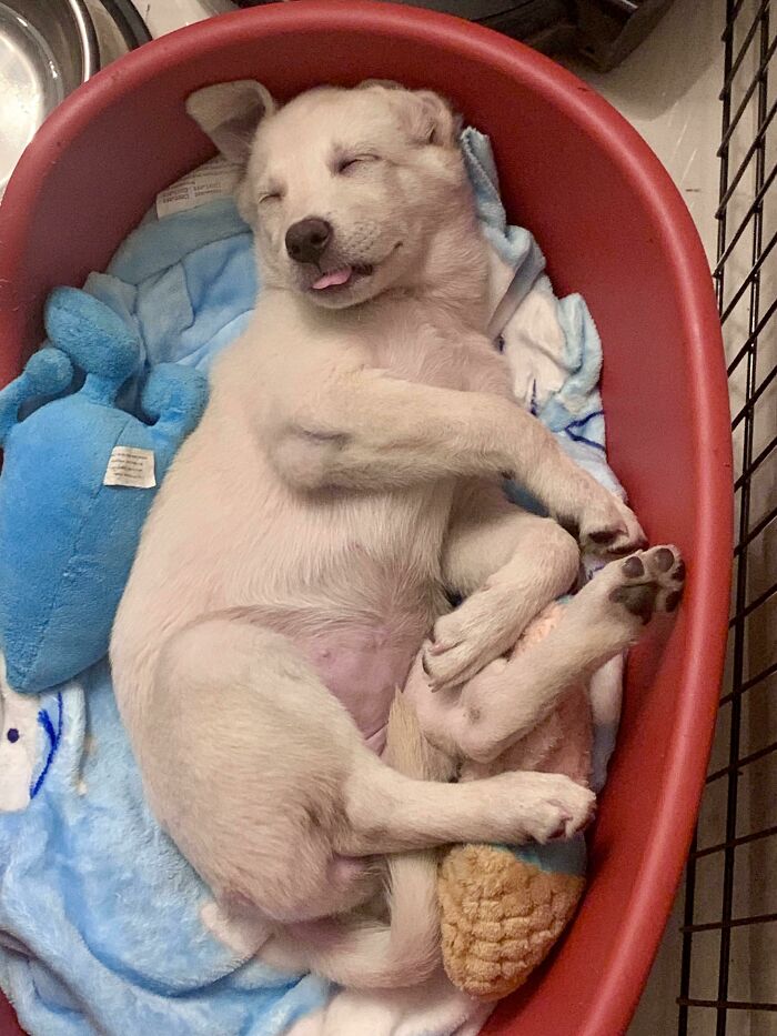 Perrito dormido; 19 Mascotas rescatadas que te alegrarán el día