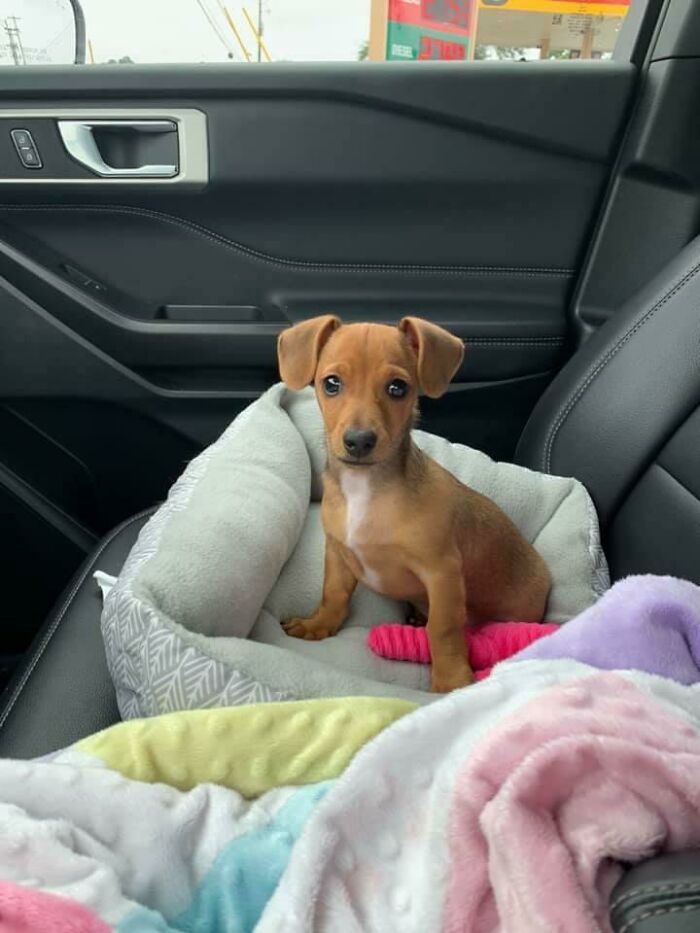 Perro dentro de un carro; 19 Mascotas rescatadas que te alegrarán el día
