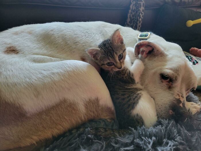 Gatito recostado junto a un perro; 19 Mascotas rescatadas que te alegrarán el día