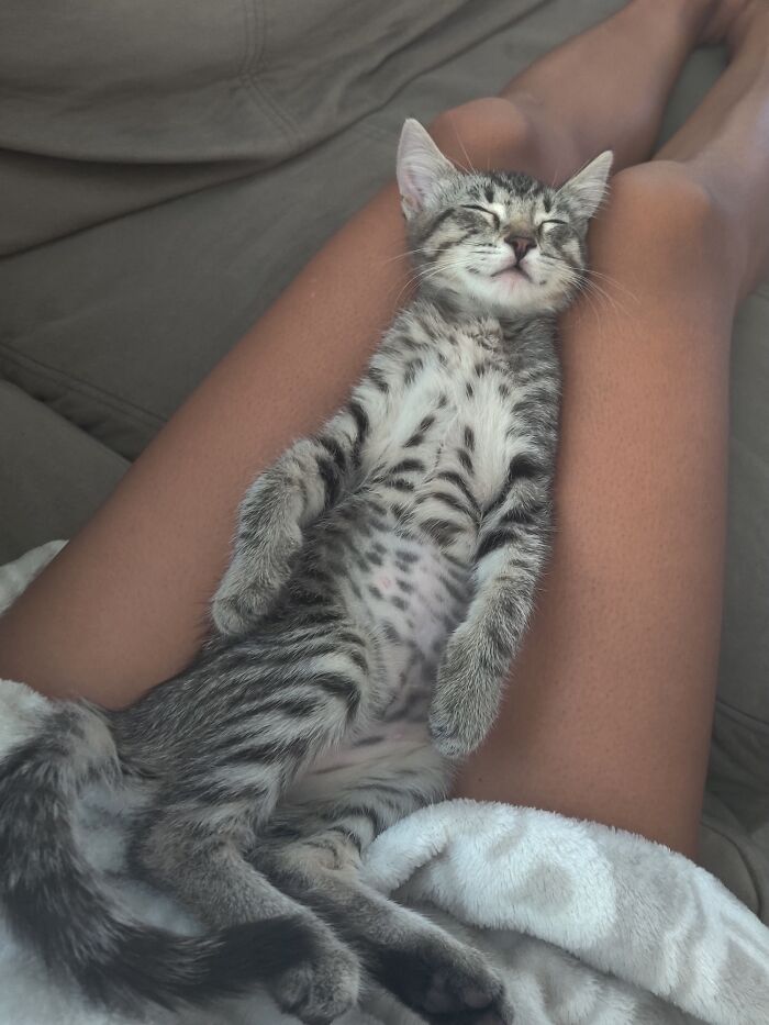 Gato dormido; 19 Mascotas rescatadas que te alegrarán el día