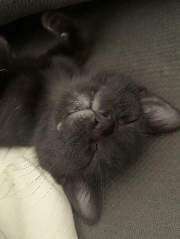 Gatito dormido; 19 Mascotas rescatadas que te alegrarán el día