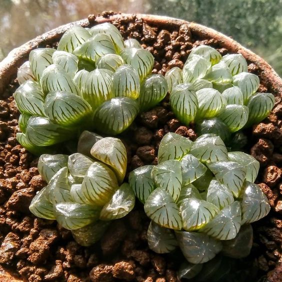 macetita con suculenta Haworthia cooperi; Estas suculentas transparentes son tan divinas que merecen un espacio en tu casa