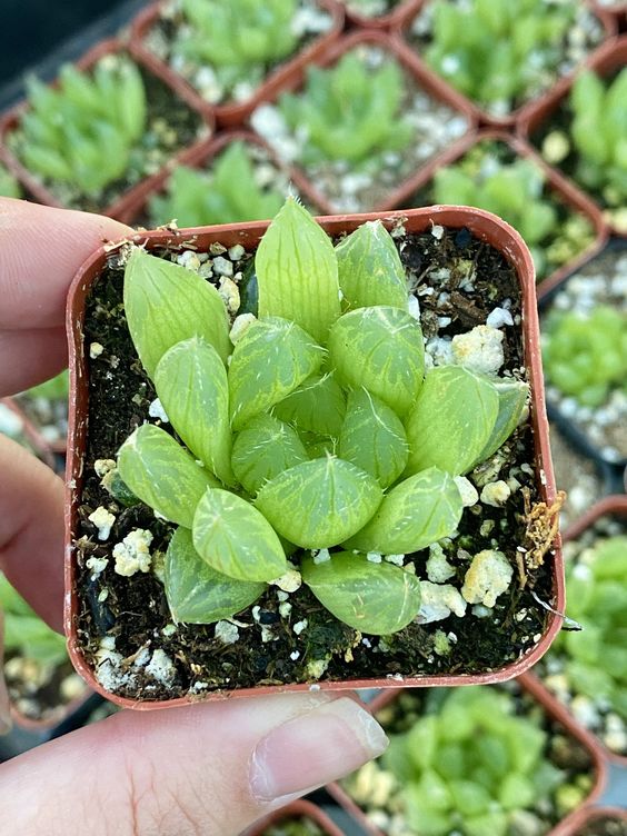 chica sostiene maceta miniatura; Estas suculentas transparentes son tan divinas que merecen un espacio en tu casa
