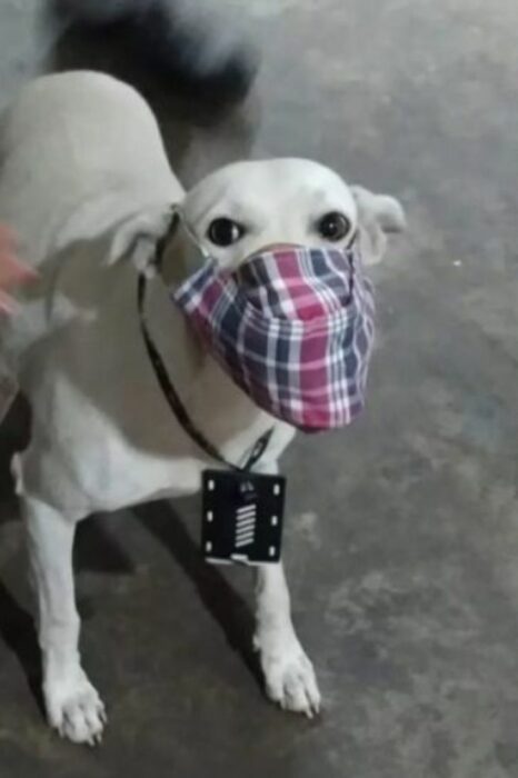 Perrito abandonado protegido con un cubrebocas