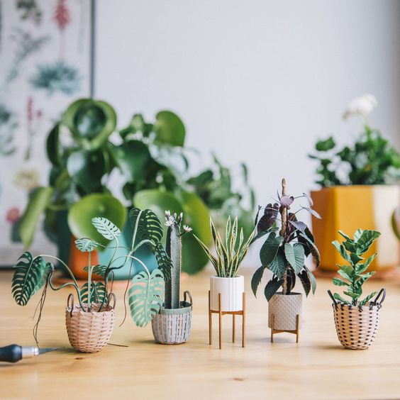 Suculentas chiquitas para decorar un espacio