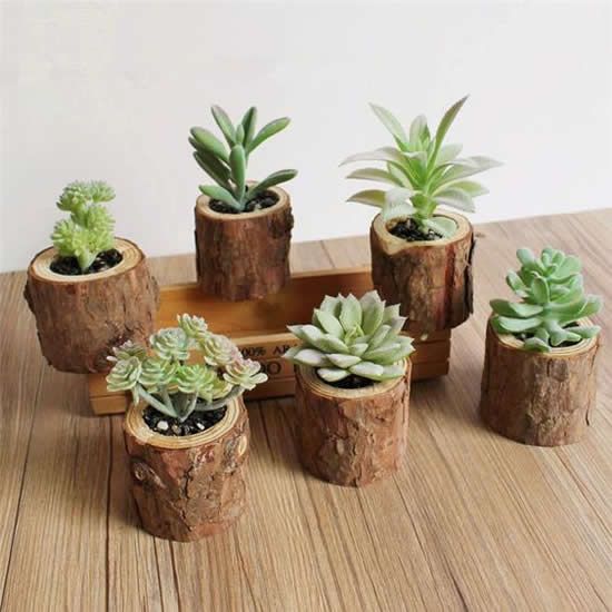 Suculentas chiquitas para decorar un espacio