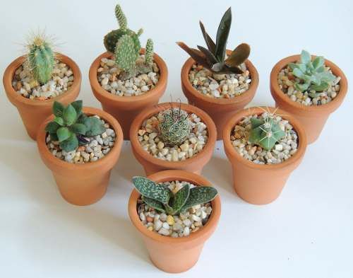 Suculentas chiquitas para decorar un espacio