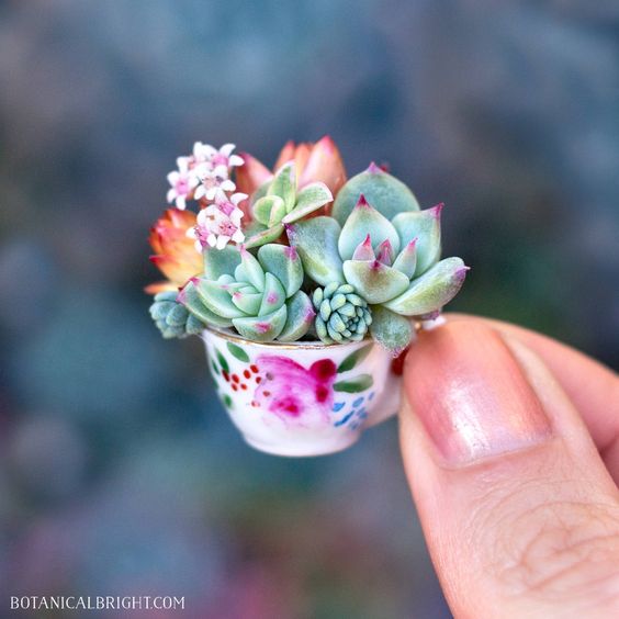 Suculentas chiquitas para decorar un espacio
