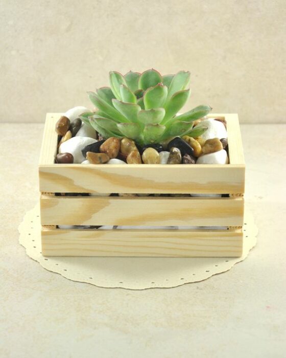 Suculentas chiquitas para decorar un espacio