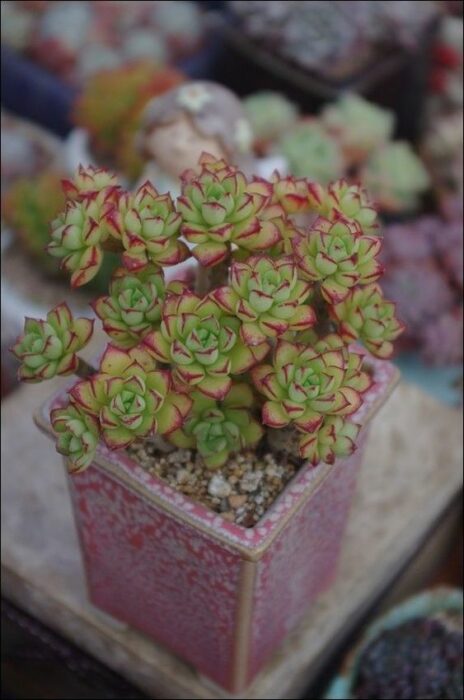 Suculentas chiquitas para decorar un espacio