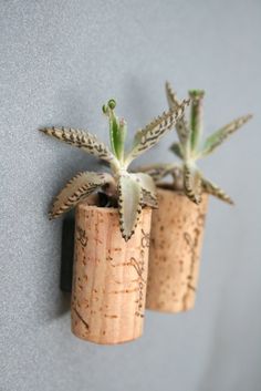 Suculentas chiquitas para decorar un espacio