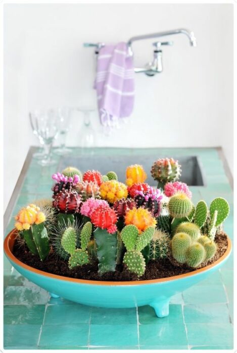 Suculentas chiquitas para decorar un espacio