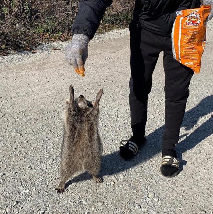 Mapache comiendo snack ;20 Mapaches en situaciones tan divertidas que te harán sonreír
