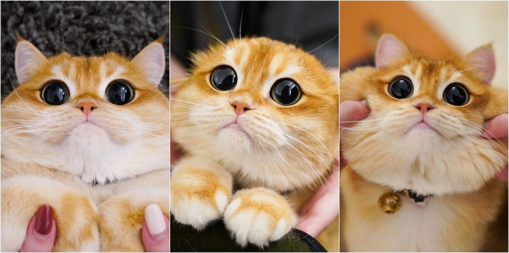 Este gatito es igual al de Shrek y nos encanta